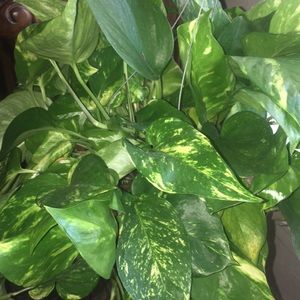 Meet your Posher, Joann